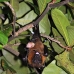 bat_fruit_lan_baa_v_0218_mal0270.jpg